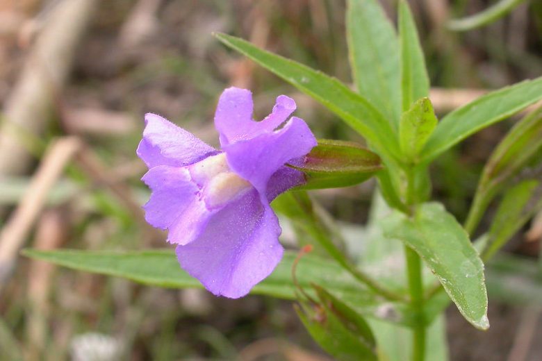 Mimulus ringens, Allegheny Monkey Flower, Allegheny Monkeyflower, Square-stemmed Monkeyflower, Square-stem Monkeyflower, Purple flowers, Southwest natives
