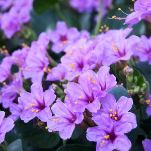 Mirabilis multiflora, Colorado Four O'Clock, Colorado Four O'Clock, Giant Four O'Clock, Purple Flowers