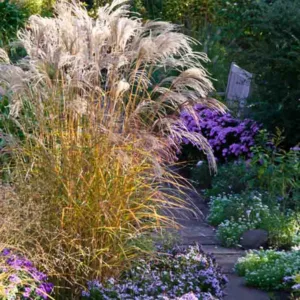 Miscanthus Sinensis 'Flamingo', Maiden Grass 'Flamingo', Eulalia 'Flamingo', Chinese Silver Grass 'Flamingo', Japanese Silver Grass 'Flamingo', Low maintenance grasses, Low maintenance plants