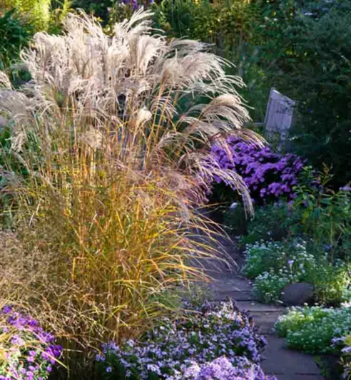 Miscanthus Sinensis 'Flamingo', Maiden Grass 'Flamingo', Eulalia 'Flamingo', Chinese Silver Grass 'Flamingo', Japanese Silver Grass 'Flamingo', Low maintenance grasses, Low maintenance plants