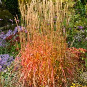 Miscanthus Sinensis 'Ghana', Maiden Grass 'Ghana', Eulalia 'Ghana', Chinese Silver Grass 'Ghana', Japanese Silver Grass 'Ghana', Low maintenance grasses, Low maintenance plants