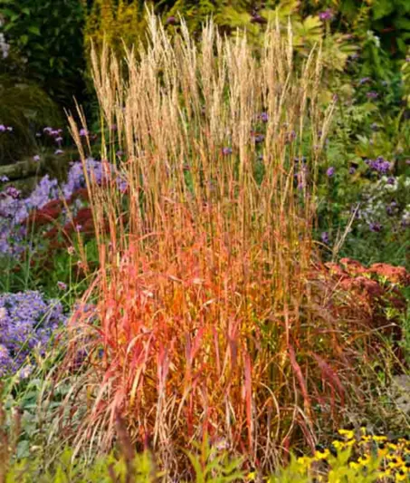 Miscanthus Sinensis 'Ghana', Maiden Grass 'Ghana', Eulalia 'Ghana', Chinese Silver Grass 'Ghana', Japanese Silver Grass 'Ghana', Low maintenance grasses, Low maintenance plants