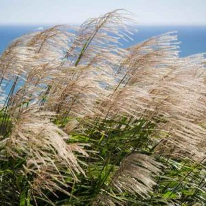 Miscanthus Sinensis 'Gracillimus',Maiden Grass 'Gracillimus', Eulalia 'Gracillimus', Chinese Silver Grass 'Gracillimus', Drought tolerant plant, Ornamental grass Gracillimus, Low maintenance ornamental grass