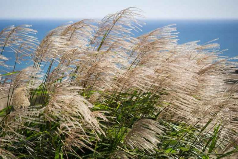 Miscanthus Sinensis 'Gracillimus',Maiden Grass 'Gracillimus', Eulalia 'Gracillimus', Chinese Silver Grass 'Gracillimus', Drought tolerant plant, Ornamental grass Gracillimus, Low maintenance ornamental grass