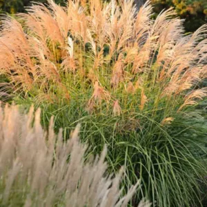 Miscanthus Sinensis 'Grosse Fontane', Maiden Grass 'Grosse Fontane', Eulalia 'Grosse Fontane', Chinese Silver Grass 'Grosse Fontane', Japanese Silver Grass 'Grosse Fontane', Low maintenance grasses, Low maintenance plants