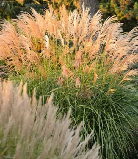Miscanthus Sinensis 'Grosse Fontane', Maiden Grass 'Grosse Fontane', Eulalia 'Grosse Fontane', Chinese Silver Grass 'Grosse Fontane', Japanese Silver Grass 'Grosse Fontane', Low maintenance grasses, Low maintenance plants