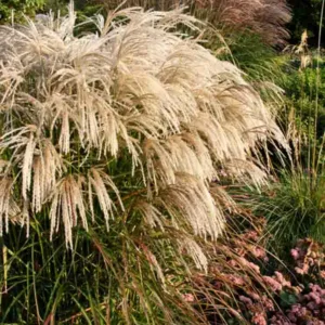 Miscanthus Sinensis 'Kaskade', Maiden Grass 'Kaskade', Eulalia 'Kaskade', Chinese Silver Grass 'Kaskade', Low maintenance grasses, Low maintenance plants