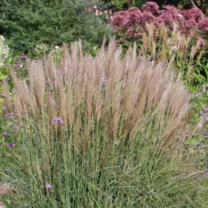 Miscanthus Sinensis 'Kleine Silberspinne', Maiden Grass 'Kleine Silberspinne', Eulalia 'Kleine Silberspinne', Chinese Silver Grass 'Kleine Silberspinne', Japanese Silver Grass 'Kleine Silberspinne', Miscanthus Sinensis 'Little Silver Spider', Low maintena