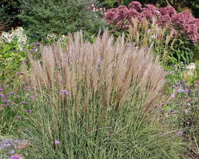 Miscanthus Sinensis 'Kleine Silberspinne', Maiden Grass 'Kleine Silberspinne', Eulalia 'Kleine Silberspinne', Chinese Silver Grass 'Kleine Silberspinne', Japanese Silver Grass 'Kleine Silberspinne', Miscanthus Sinensis 'Little Silver Spider', Low maintena