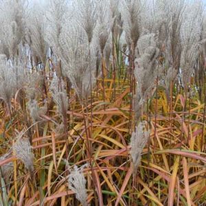 Miscanthus Sinensis 'Malepartus', Maiden Grass 'Malepartus', Eulalia 'Malepartus', Chinese Silver Grass 'Malepartus', Japanese Silver Grass 'Malepartus', Low maintenance grasses, Low maintenance plants