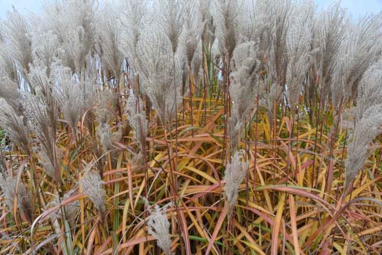 Miscanthus Sinensis 'Malepartus', Maiden Grass 'Malepartus', Eulalia 'Malepartus', Chinese Silver Grass 'Malepartus', Japanese Silver Grass 'Malepartus', Low maintenance grasses, Low maintenance plants