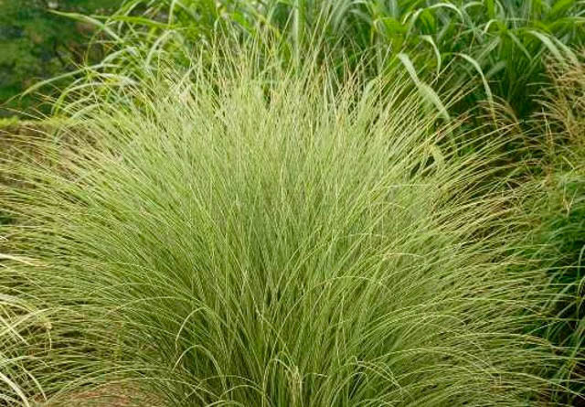 Miscanthus Sinensis 'Morning Light', Maiden Grass 'Morning Light', Eulalia 'Morning Light', Chinese Silver Grass 'Morning Light', Japanese Silver Grass 'Morning Light', Drought tolerant plant, Ornamental grass Morning Light, Low maintenance ornamental gra