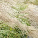 How to choose Miscanthus, How to choose Ornamental Grasses, How to choose Japanese Silver Grasses, Chinese Silver Grasses Selection Guide, Maiden Grasses Selection Guide, Eulalia Selection Guide