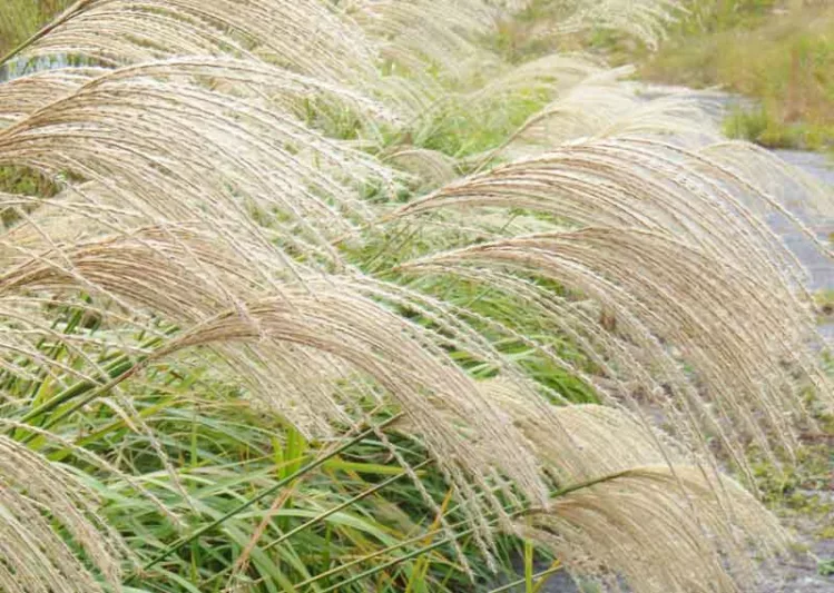 How to choose Miscanthus, How to choose Ornamental Grasses, How to choose Japanese Silver Grasses, Chinese Silver Grasses Selection Guide, Maiden Grasses Selection Guide, Eulalia Selection Guide