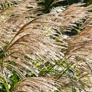 Miscanthus Sinensis 'Silberfeder', Maiden Grass 'Silberfeder', Eulalia 'Silberfeder', Chinese Silver Grass 'Silberfeder', Japanese Silver Grass 'Silberfeder', 'Silver Feather' Maiden Grass, Low maintenance grasses, Low maintenance plants