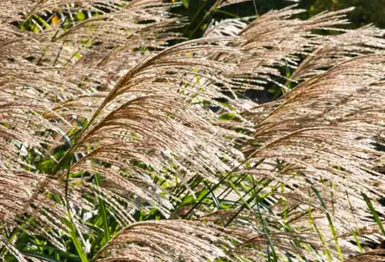 Miscanthus Sinensis 'Silberfeder', Maiden Grass 'Silberfeder', Eulalia 'Silberfeder', Chinese Silver Grass 'Silberfeder', Japanese Silver Grass 'Silberfeder', 'Silver Feather' Maiden Grass, Low maintenance grasses, Low maintenance plants