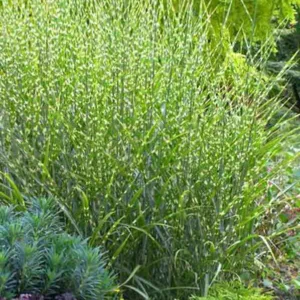 Miscanthus Sinensis 'Strictus', Maiden Grass 'Strictus', Eulalia 'Strictus', Chinese Silver Grass 'Strictus', Japanese Silver Grass 'Strictus', Porcupine Grass, Low maintenance grasses, Low maintenance plants