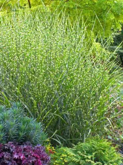 Miscanthus Sinensis 'Strictus', Maiden Grass 'Strictus', Eulalia 'Strictus', Chinese Silver Grass 'Strictus', Japanese Silver Grass 'Strictus', Porcupine Grass, Low maintenance grasses, Low maintenance plants