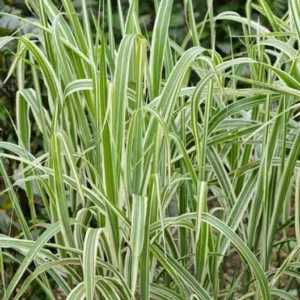 Miscanthus Sinensis var. condensatus 'Cosmopolitan', Maiden Grass 'Cosmopolitan', Eulalia 'Cosmopolitan', Chinese Silver Grass 'Cosmopolitan', Japanese Silver Grass 'Cosmopolitan', variegated Ornamental grass, Low maintenance ornamental grass