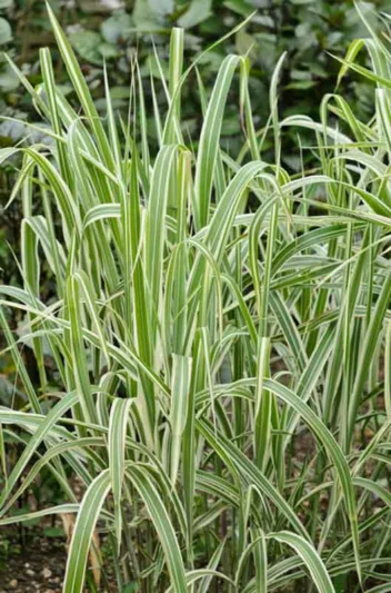 Miscanthus Sinensis var. condensatus 'Cosmopolitan', Maiden Grass 'Cosmopolitan', Eulalia 'Cosmopolitan', Chinese Silver Grass 'Cosmopolitan', Japanese Silver Grass 'Cosmopolitan', variegated Ornamental grass, Low maintenance ornamental grass
