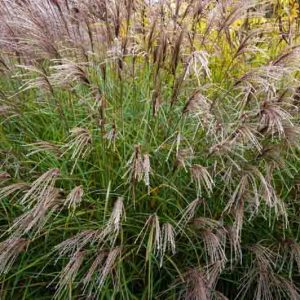 Miscanthus Sinensis 'Yakushima Dwarf', Maiden Grass Yakushima Dwarf, Eulalia Yakushima Dwarf, Drought tolerant plant, Ornamental grass Morning Light, Low maintenance ornamental grass, Dwarf Maiden Grass