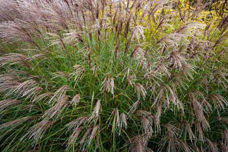Miscanthus Sinensis 'Yakushima Dwarf', Maiden Grass Yakushima Dwarf, Eulalia Yakushima Dwarf, Drought tolerant plant, Ornamental grass Morning Light, Low maintenance ornamental grass, Dwarf Maiden Grass