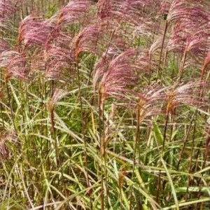 Miscanthus Sinensis 'Zebrinus', Maiden Grass 'Zebrinus', Eulalia 'Zebrinus', Chinese Silver Grass 'Zebrinus', Japanese Silver Grass 'Zebrinus', Zebra Grass, Low maintenance grasses, Low maintenance plants