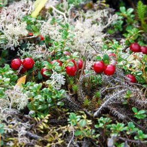 Mitchella repens, Partridge Berry, Partridgeberry, Twinberry, Running Box, Pigeon Plum, Boxberry, Checkerberry, Chequerberry, Deerberry, Foxberry, One-Berry, Pigeon Berry, Pudding Plum, Squaw Berry, Squaw Plum, Squaw Vine, Tea Berry, Two-Eye Berry, Two-Eyed Berry, Winter Clover
