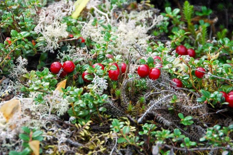 Mitchella repens, Partridge Berry, Partridgeberry, Twinberry, Running Box, Pigeon Plum, Boxberry, Checkerberry, Chequerberry, Deerberry, Foxberry, One-Berry, Pigeon Berry, Pudding Plum, Squaw Berry, Squaw Plum, Squaw Vine, Tea Berry, Two-Eye Berry, Two-Eyed Berry, Winter Clover