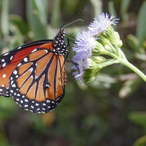 Monarch Butterflies, Monarch Plants, Pollinator Plants, Butterfly Plants, Hummingbird Plants, Bee Plants, Southwest Plants, Arizona Native Plants, Native Plants