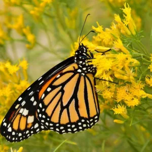 Monarch Butterflies, Monarch Plants, Pollinator Plants, Butterfly Plants, Hummingbird Plants, Bee Plants, Southeast Plants, Arkansas Native Plants, Native Plants
