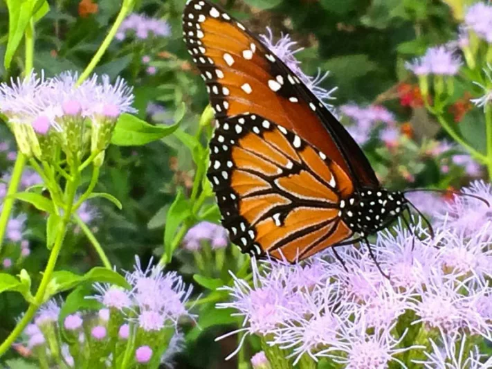 Monarch Butterflies, Monarch Plants, Pollinator Plants, Butterfly Plants, Hummingbird Plants, Bee Plants, Colorado Native Plants, Native Plants