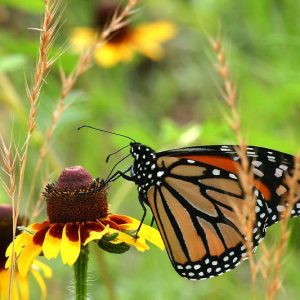 Monarch Butterflies, Monarch Plants, Pollinator Plants, Butterfly Plants, Hummingbird Plants, Bee Plants, New England Plants, Connecticut Native Plants, Native Plants