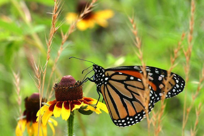 Monarch Butterflies, Monarch Plants, Pollinator Plants, Butterfly Plants, Hummingbird Plants, Bee Plants, New England Plants, Connecticut Native Plants, Native Plants
