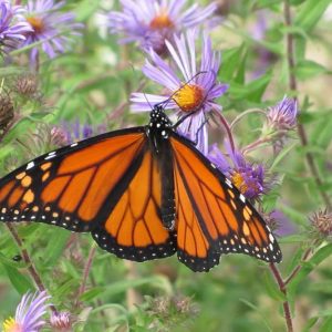 Monarch Butterflies, Monarch Plants, Pollinator Plants, Butterfly Plants, Hummingbird Plants, Bee Plants, Mid-Atlantic Plants, Delaware Native Plants, Native Plants