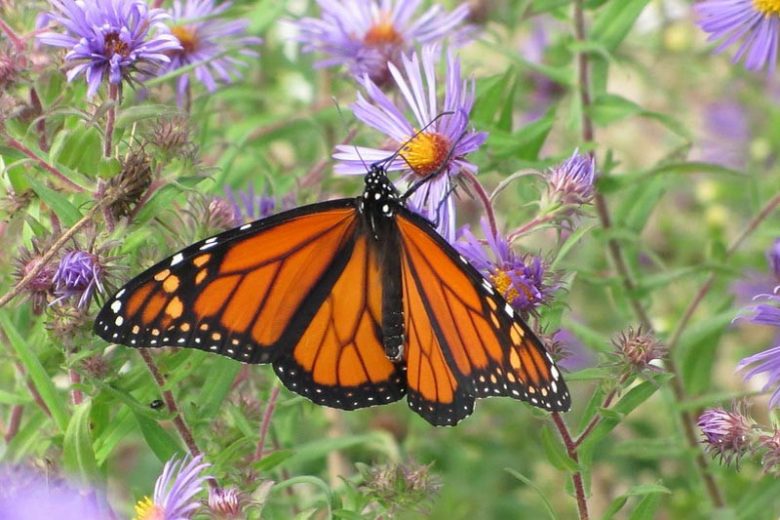 Monarch Butterflies, Monarch Plants, Pollinator Plants, Butterfly Plants, Hummingbird Plants, Bee Plants, Mid-Atlantic Plants, Delaware Native Plants, Native Plants