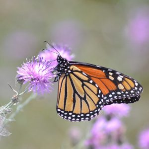 Monarch Butterflies, Monarch Plants, Pollinator Plants, Butterfly Plants, Hummingbird Plants, Bee Plants, Southwest Plants, Idaho Native Plants, Native Plants