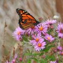 Monarch Butterflies, Monarch Plants, Pollinator Plants, Butterfly Plants, Hummingbird Plants, Bee Plants, Midwest Plants, Illinois Native Plants, Native Plants