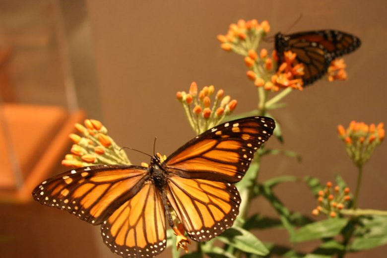 Monarch Butterflies, Monarch Plants, Pollinator Plants, Butterfly Plants, Hummingbird Plants, Bee Plants, Midwest Plants, Indiana Native Plants, Native Plants