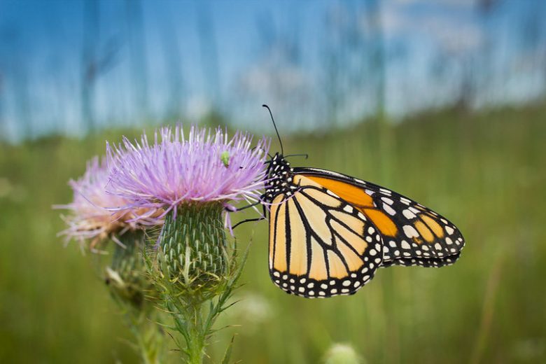 Monarch Butterflies, Monarch Plants, Pollinator Plants, Butterfly Plants, Hummingbird Plants, Bee Plants, Midwest Plants, Iowa Native Plants, Native Plants