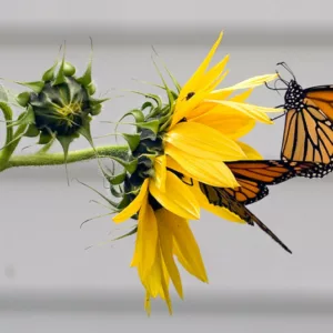 Monarch Butterflies, Monarch Plants, Pollinator Plants, Butterfly Plants, Hummingbird Plants, Bee Plants, Midwest Plants, Kansas Native Plants, Native Plants
