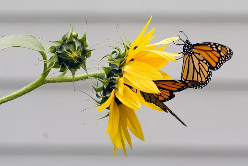 Monarch Butterflies, Monarch Plants, Pollinator Plants, Butterfly Plants, Hummingbird Plants, Bee Plants, Midwest Plants, Kansas Native Plants, Native Plants
