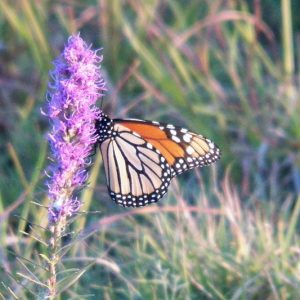 Monarch Butterflies, Monarch Plants, Pollinator Plants, Butterfly Plants, Hummingbird Plants, Bee Plants, Southeast Plants, Kentucky Native Plants, Native Plants