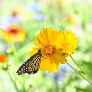 Monarch Butterflies, Monarch Plants, Pollinator Plants, Butterfly Plants, Hummingbird Plants, Bee Plants, Southeast Plants, Louisiana Native Plants, Native Plants