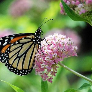 Monarch Butterflies, Monarch Plants, Pollinator Plants, Butterfly Plants, Hummingbird Plants, Bee Plants, New England Plants, Maine Native Plants, Native Plants