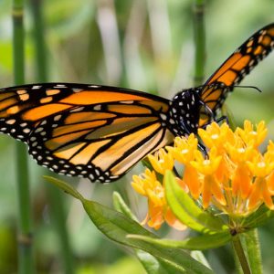 Monarch Butterflies, Monarch Plants, Pollinator Plants, Butterfly Plants, Hummingbird Plants, Bee Plants, Mid-Atlantic Plants, Maryland Native Plants, Native Plants