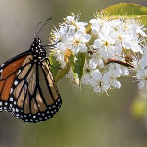 Monarch Butterflies, Monarch Plants, Pollinator Plants, Butterfly Plants, Hummingbird Plants, Bee Plants, New England Plants, Massachusetts Native Plants, Native Plants