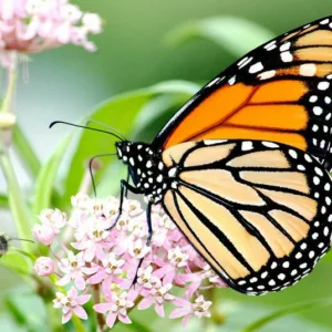 Monarch Butterflies, Monarch Plants, Pollinator Plants, Butterfly Plants, Hummingbird Plants, Bee Plants, Midwest Plants, Michigan Native Plants, Native Plants
