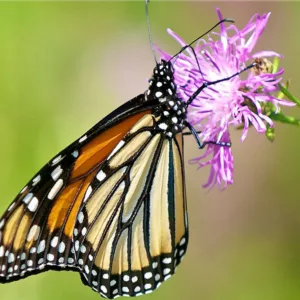 Monarch Butterflies, Monarch Plants, Pollinator Plants, Butterfly Plants, Hummingbird Plants, Bee Plants, Midwest Plants, Minnesota Native Plants, Native Plants