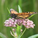 Monarch Butterflies, Monarch Plants, Pollinator Plants, Butterfly Plants, Hummingbird Plants, Bee Plants, Southeast Plants, Mississippi Native Plants, Native Plants